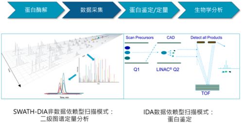 盘点揭秘生肖奥秘，最准的预测系统—全新发布的一肖运势分析